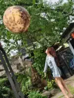 台北定點茶-小蒼蘭/160/44/21/C