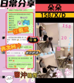 台中定點茶-朵朵/158/42/20/D
